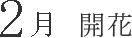 2月 開花