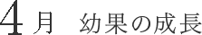 4月 幼果の成長